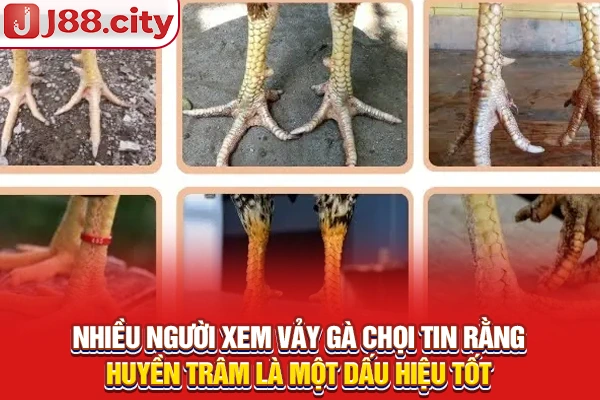 Nhiều người xem vảy gà chọi tin rằng Huyền Trâm là một dấu hiệu tốt