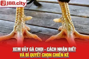 xem vảy gà chọi